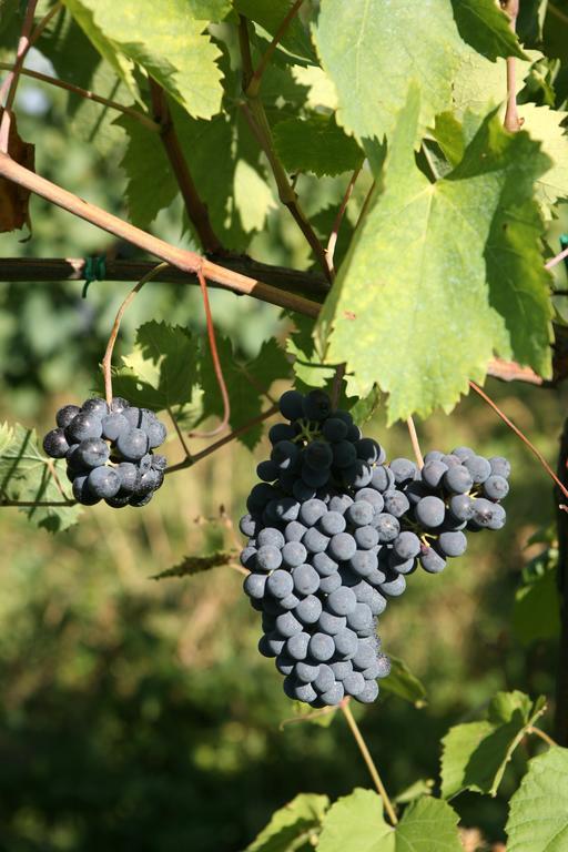 Tenuta Santini Villa Coriano Luaran gambar