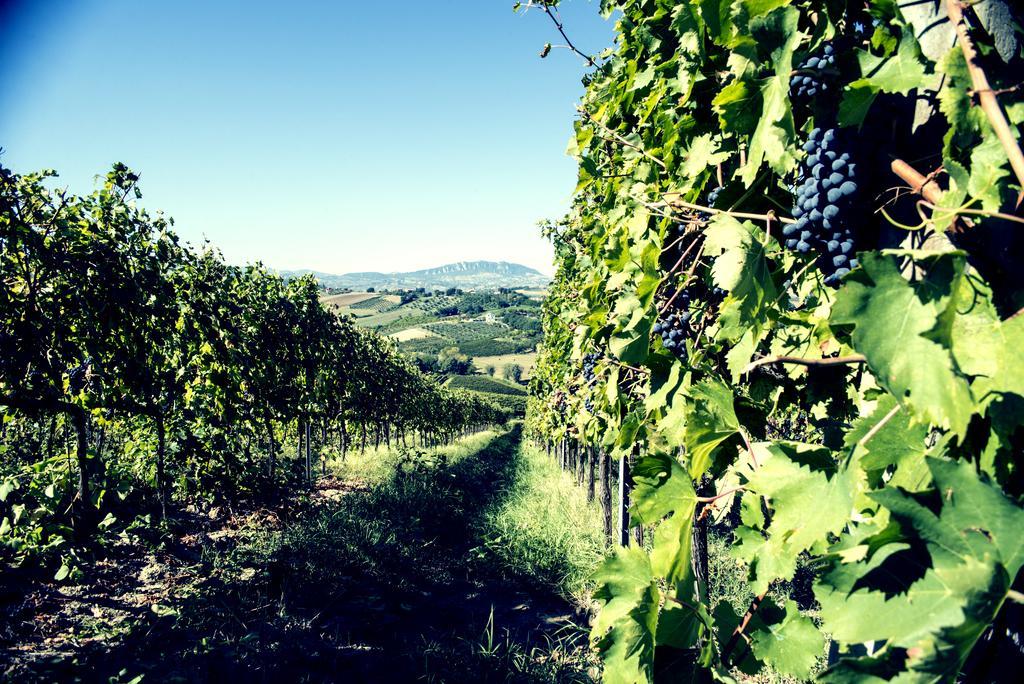 Tenuta Santini Villa Coriano Luaran gambar